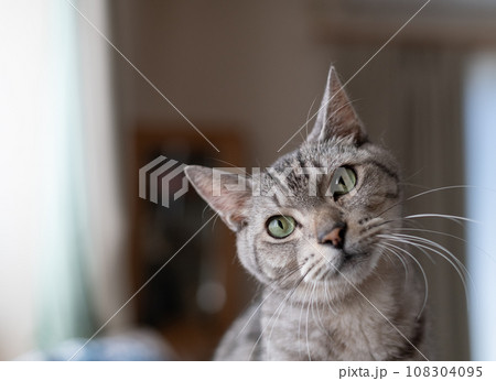 首をかしげる猫　サバトラ猫 108304095