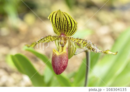 パフィオペディルム パフィオペディルム 108304135