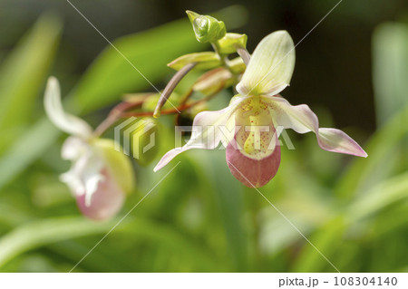 パフィオペディルム パフィオペディルム 108304140