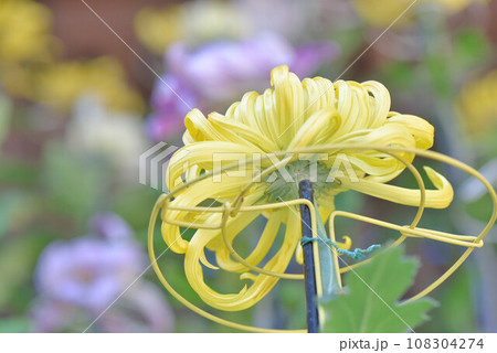 菊自慢 菊自慢 108304274