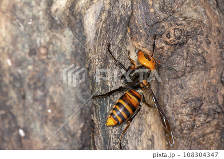 スズメバチ スズメバチ 108304347