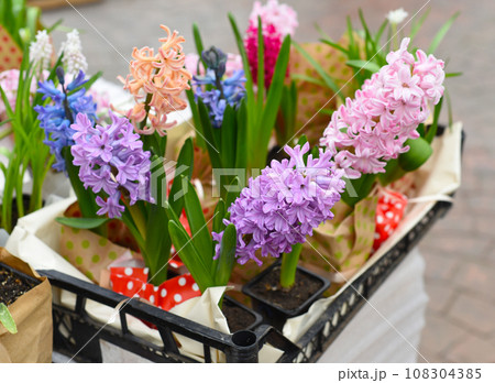 Hyacinth flowers Fon Dante Aida, Broadway growing close up Hyacinth flowers Fon Dante Aida, Broadway growing close up 108304385