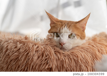 クッションに顔を乗せる猫　茶トラ白 108304399
