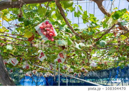高級赤ぶどう　クイーンルージュのぶどう棚 108304470