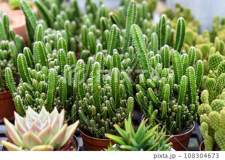 Acanthocereus tetragonus with common names night-blooming cereus, barbed-wire cactus,sword-pear, dildo cactus, triangle cactus 108304673