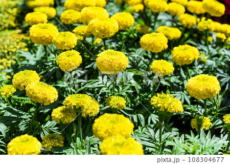 Tagetes erecta, the Aztec marigold or Mexican marigold flowers growing as decor for Tet Lunar New Year in Vietnam Tagetes erecta, the Aztec marigold or Mexican marigold flowers growing as decor for Tet Lunar New Year in Vietnam 108304677