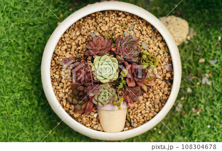 Creative idea to decor house plants with succuletns at home Creative idea to decor house plants with succuletns at home 108304678
