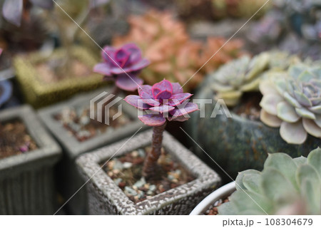 Graptopetalum paraguayense succulent plant with common names mother-of-pearl-plant and ghost plant Graptopetalum paraguayense succulent plant with common names mother-of-pearl-plant and ghost plant 108304679