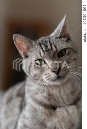 見つめる猫　サバトラ猫 108304801