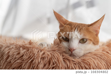 クッションに顔を乗せる猫　茶トラ白 108304802