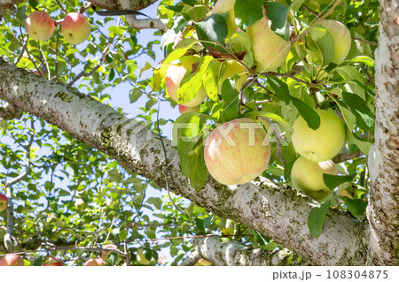 りんご農園(赤りんご)　りんご狩り　りんご畑 108304875