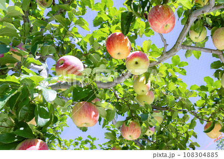 りんご農園(赤りんご)　りんご狩り　りんご畑 108304885