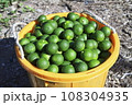 スダチ篭いっぱい 108304935