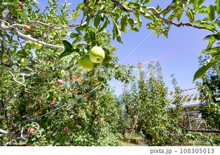 りんご農園(王林&赤りんご)　りんご狩り　りんご畑 108305013