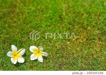 One white plumeria on the ground close up One white plumeria on the ground close up 108305100