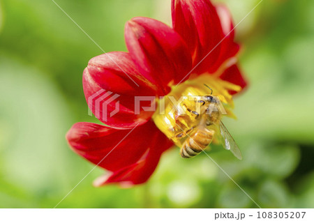 蜜蜂 蜜蜂 108305207
