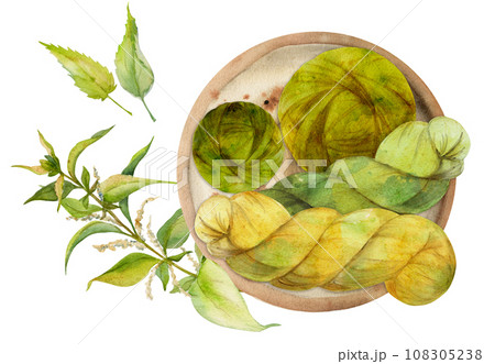 Hand drawn watercolor nettle coloring natural plant dye and materials for hobby, handmade fabric. Illustration isolated composition, white background. Shop logo, print, website, business card, booklet 108305238