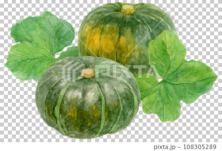 兩個南瓜 兩個南瓜葉水彩插圖 108305289