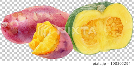 半南瓜和地瓜水彩插圖 108305294