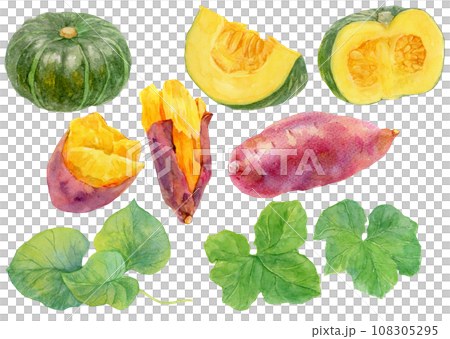 南瓜和紅薯材料的集合，水彩插圖，美味的水果和葉子 108305295