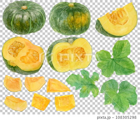 Pumpkin and pumpkin leaf material collection watercolor illustration 108305298