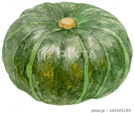 緑の大きなカボチャの水彩イラストのイラスト素材 [108305299] - PIXTA