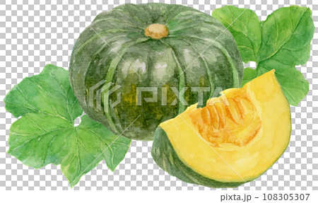 切南瓜和大南瓜與南瓜葉的水彩插圖 108305307