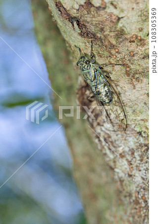 ツクツクボウシの写真素材 [108305369] - PIXTA