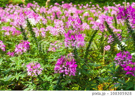 Field of Cleome spinosa flowers or spiny spiderflower in Da Lat in Vietnam Field of Cleome spinosa flowers or spiny spiderflower in Da Lat in Vietnam 108305928