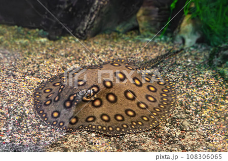 Brown spotted Potamotrygon motoro, Stingray motoro in an aquarium on  sandy bottom 108306065