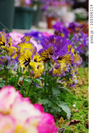 庭イメージ　パンジー 108306114