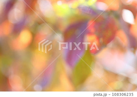 ハナミズキの紅葉のアウトフォーカス 【ボケ】 【ぼかし】 108306235