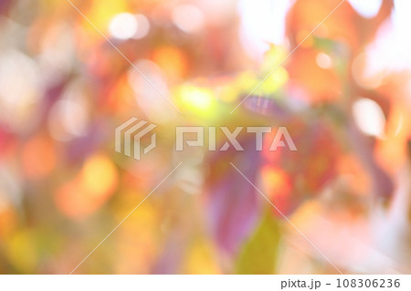 ハナミズキの紅葉のアウトフォーカス 【ボケ】 【ぼかし】 108306236