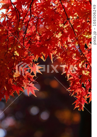 鮮やかに色づいたカエデの葉 【黒背景】 【暗い背景】 鮮やかに色づいたカエデの葉 【黒背景】 【暗い背景】 108306249