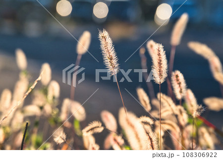 秋風に揺れる、エノコログサの枯れた花穂の美しい風景 108306922