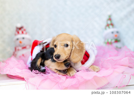 クリスマスのコスプレをした仔犬 カニンヘンダックスフンド クリスマスのコスプレをした仔犬 カニンヘンダックスフンド 108307064