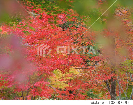 紅葉イメージ(福島県・塔のへつり駅前) 紅葉イメージ(福島県・塔のへつり駅前) 108307395