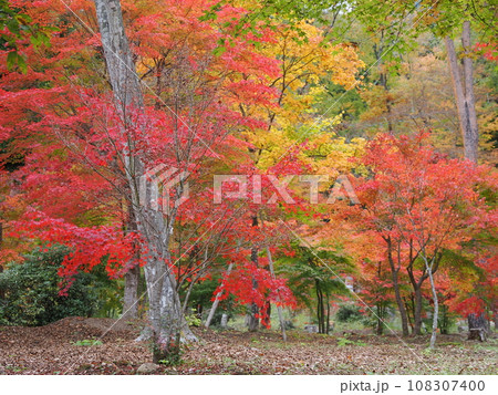 紅葉イメージ（福島県・塔のへつり駅前） 108307400
