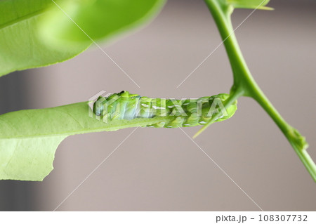 ナミアゲハの終齢幼虫 108307732