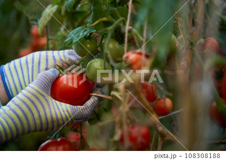 Woman harvesting tomatoes in a greenhouse. Farm for growing vegetables. Woman harvesting tomatoes in a greenhouse. Farm for growing vegetables. 108308188