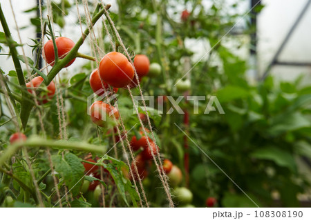 Red tomatoes on a branch in a greenhouse. Red tomatoes on a branch in a greenhouse. 108308190