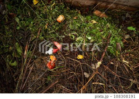 Compost bin in the garden. Food biodegradable waste is composting and recycling in organic fertilizer for soil. Compost bin in the garden. Food biodegradable waste is composting and recycling in organic fertilizer for soil. 108308191