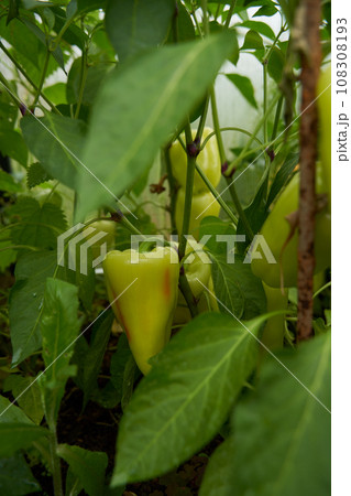 Green peppers grown in a greenhouse. Farm for growing vegetables. 108308193