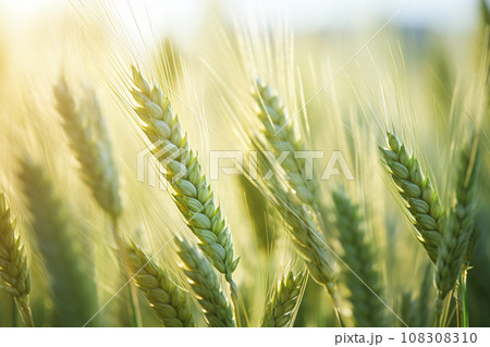 Ears of Wheat Ripening in the Morning Light 108308310
