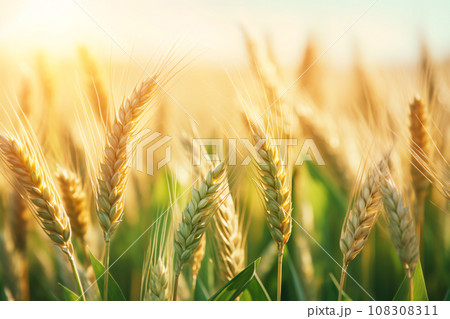 Ears of Wheat Ripening in the Morning Light 108308311