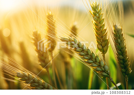 Ears of Wheat Ripening in the Morning Light 108308312