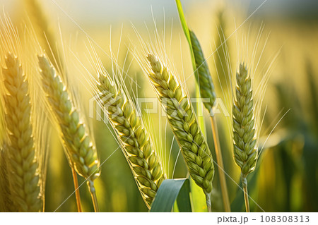 Ears of Wheat Ripening in the Morning Light 108308313
