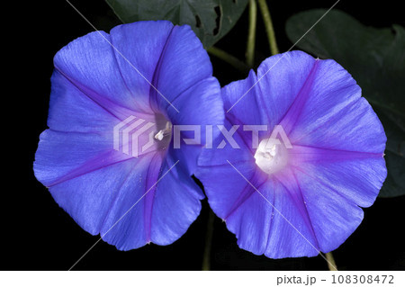 朝顔 朝顔 108308472
