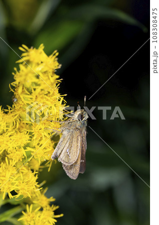 イチモンジセセリ 108308475