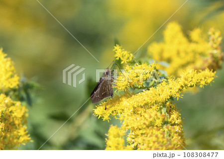 イチモンジセセリ 108308477